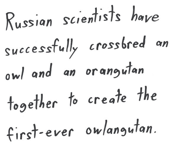 Russian scientists have successfully crossbred an owl and an orangutan together to create the first-ever owlangutan.