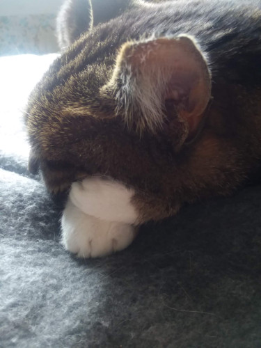 Ginza has put her front left paw atop her front paw and has made herself a pillow for her head. Her tipped left ear is quite prominent in the photo.
