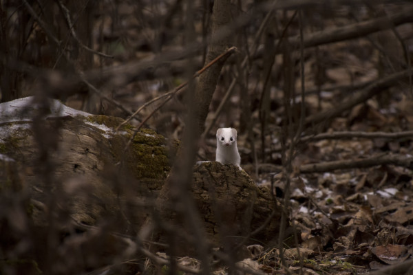 A least weasel in white winter coat peers out out from behind a brown fallen log, surrounded by leafless branches and fallen leaves. 