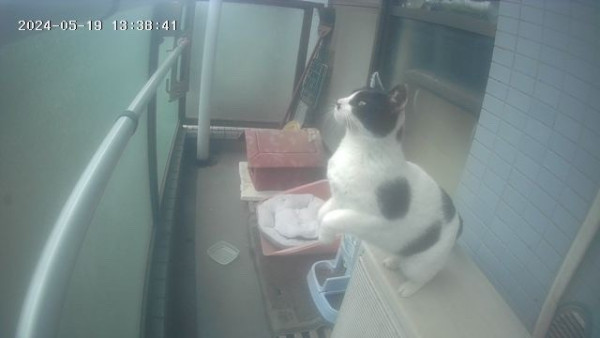 A black and white stray cat is caught by the balcony webcam in the act of jumping from the air conditioner on the balcony on to the balcony rail. His front paws a lifted mid-jump.  