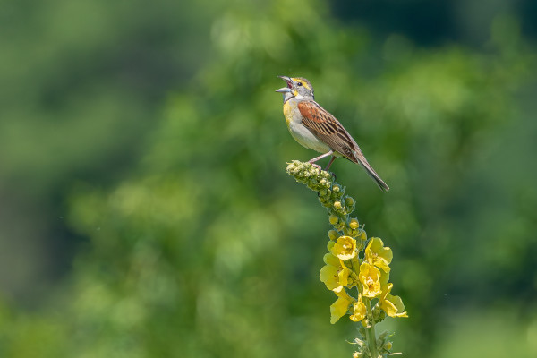 Photograph of a singing dickcissel perched at the top of a mullein inflorescence with out of focus green foliage in the background. The dickcissel is facing left leaving one eye visible. Its beak is opened in song and its weight bends the mullein spike to the left. Based on its coloring this may be a female of the species. This bird has grey abdomen feathers, brown wings, back, and tail feathers with dark bars and mottling, a bright yellow chest with grey on either side, a white neck with a slim black outline, a grey cap with a yellow mask across the eyes, a grey cheek with a yellow patch on the lower cheek, dark eyes, a silver-grey beak, and brown legs and feet. This variety of mullein produces a flower spike that towers above the plant. The flowers have five yellow, overlapping petals that form a shallow cup around the yellow center.