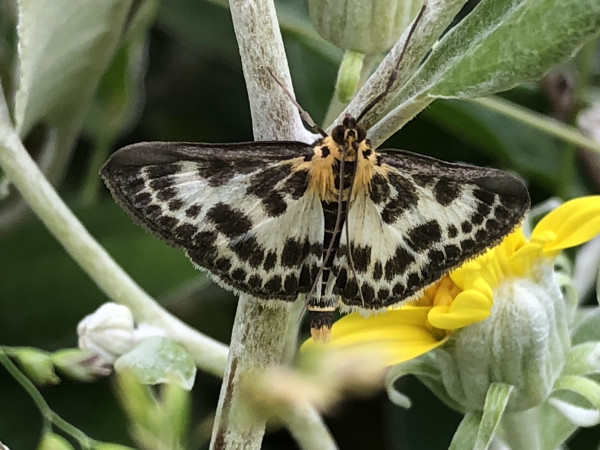 A smallish mostly black & white moth with a hint of orange at the point where the wings meet the top of the moth’s body. The wings are spread open and edged with black. The inside of the wings are white with more black spotting on. 
The back ground is a fuzzy stemmed plant and yellow petals of a flower are behind one wing of the moth. 