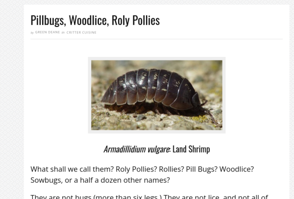 Beggining of an article with a photo of pillbugs/woodlice and how they are edible