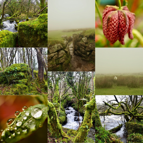 A collage of mossy rocks, rivers, flowers in my garden and foggy sheep.