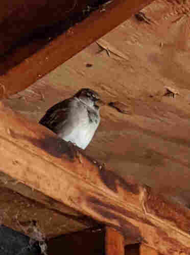 A male house sparrows roosting.