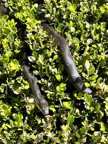 This is a picture of a snake nestled among some bright green shrubbery. The snake's scales have a pattern that provides camouflage among the leaves, but its presence is still quite noticeable due to its size and the distinct shape of its head.