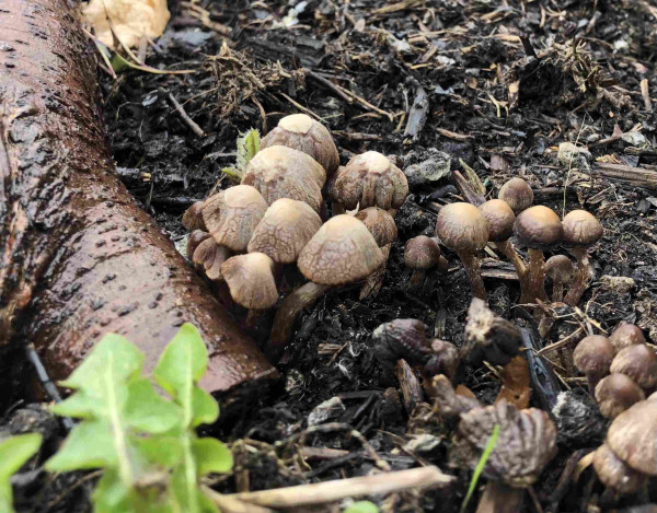Clump of Pale brown fungi emerging from soil, beside a piece of tree branch, everything is wet. There are green serrated dandelion leaves in the foreground.