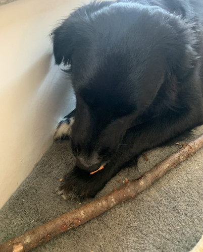 Huge long-snoot floppy-ear puppy delicately nibbling a piece of raw sweet potato on a wool rug covered in shredded stick pieces. 