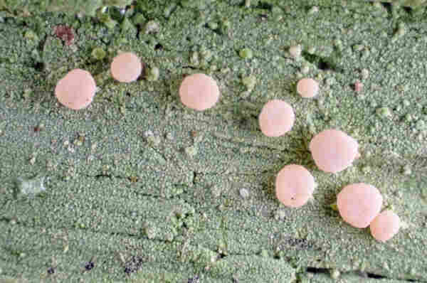 Candy lichen closeup - pink disks on gray-green background.