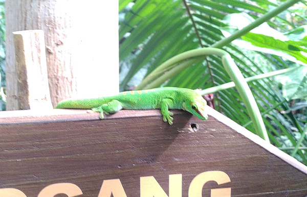 A really cool reptile with nubby green skin (scales?) and a pointy head sitting on a wooden sign, its long tail lazily dangling off the back side of the sign, looking friendly 