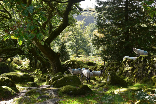 Sheep stand on a wall and on a foot path under mossy oaks 