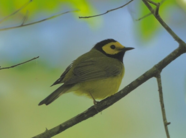 A Hooded Warbler perches on a branch facing right. The bird's face is bright golden yellow and features a deep black eye. There is a dark smudge between the eye and the base of the bill which is long, narrow, and very dark. The top of the head and throat are black, and each section meets via a line of black from the top of the head down to the throat. The bird's back is olive green. It's belly is yellow, perhaps a tad darker than the yellow on the face. Only one leg is visible and it is flesh-colored. A few scattered branches are entering the image from each side. The background is a mixture of greens and blues.