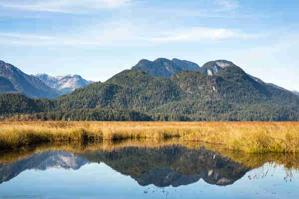 Reflection of several mountain peaks in the water of a marsh surrounded by yellow marsh plants in the fall