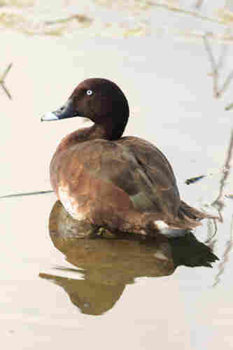 A Hardhead sitting in the shallows, with its reflection. 

It is a dark chocolatey brown duck with a white eye and a pale tip on its grey bill. 