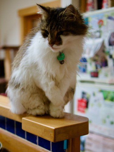 A wet and slightly bedraggled calico cat pauses mid groom while sitting on a kitchen counter. The cat has a green name tag. There is a fridge in the background festooned with stickers and pictures.