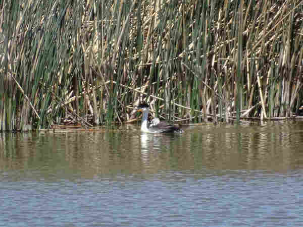 A white bird with a long neck, a black cap that ends before it reaches the bright red eye, and fluffed up grey wings swims in front of a wall of green reeds across a slightly rippled lake. Between the fluffed feathers, a small fuzzy white head with a black eye and beak is lifted up, watching the world go by.