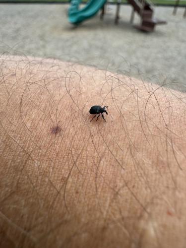 A closeup of a weevil (I think odontopus calceatus, or yellow poplar weevil) sitting on my skin at the playground. 