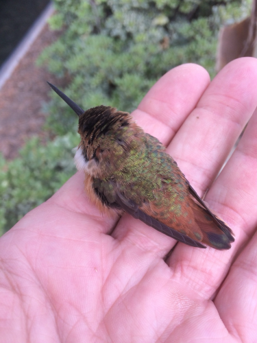 Hummingbird rests in my palm as it recovers from striking a window. 