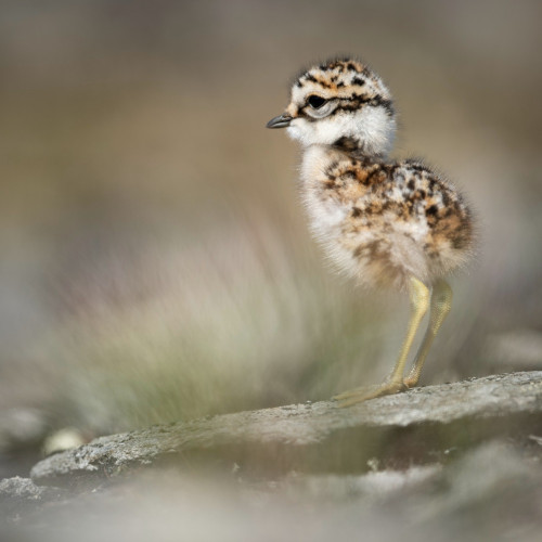 white with black and brown markings and light yellow legs 
standing on a rock with blurry muted background