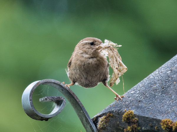 An image of a wren with nesting material in his mouth. Aberdeenshire, Scotland
