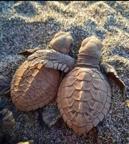 A couple of turtles on sand with their arms/flippers around each other like best friends.