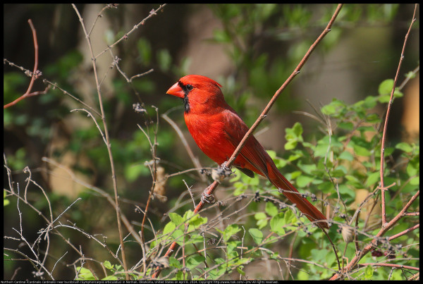 A Northern Cardinal (Cardinalis cardinalis) was standing on a twig with his crest lowered near buckbrush (Symphoricarpos orbiculatus) in Norman, Oklahoma, United States on April 8, 2024.