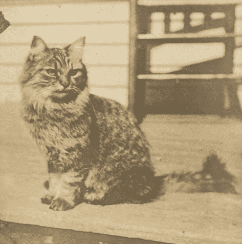 Sepia toned black and white photo of a beautiful medium haired tabby cat sitting outside on a sunny wooden porch.