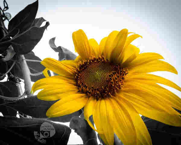 a partial color photo. the bright sunflower contrasts against the grayscale leaves, fence and sky