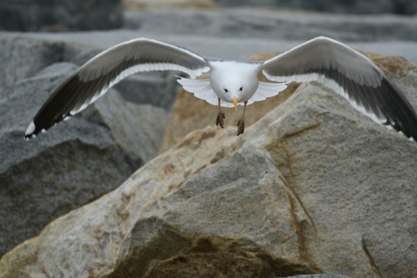 A western gull with outstretched wings flying over rocks.
