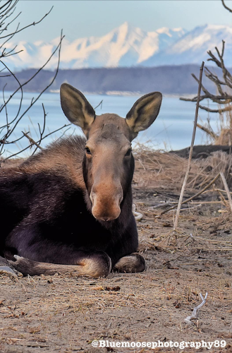 Gorgeous moose with long eyelashes sitting very gracefully on the ground with ears perked up and snow-covered mountains in the background.