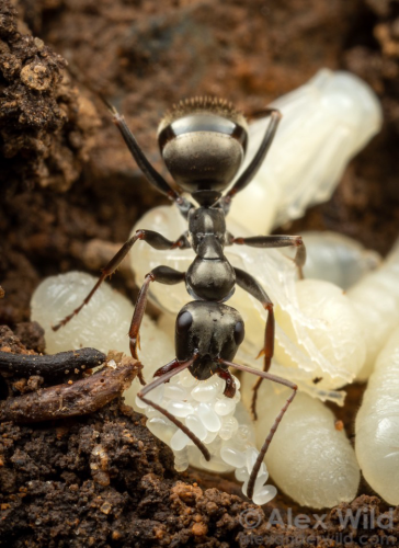 Macro photo, portrait orientation, of a silvery gray ant, her mandibles open around dozens of small white jelly bean shaped objects.