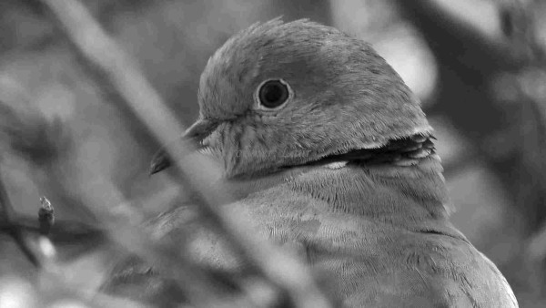 Bird, black and white, photo