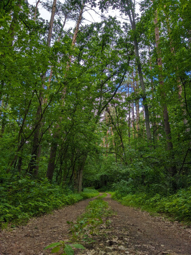 Gruntowa droga przez gesty, zielony las.