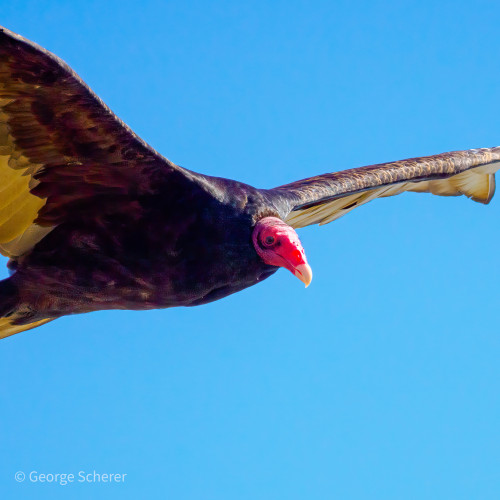 Close-up of the head and wings of a turkey vulture in flight, against a blue sky background.