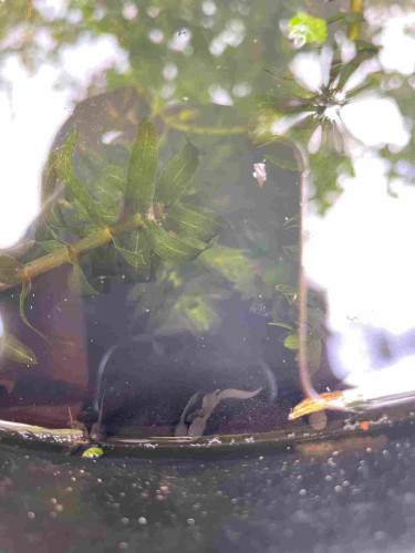 A few tadpoles in a bucket pond. They are gathered with their faces against the side of the bucket and their tails are wavy because they’re wiggling. Lots of green pondweed is in the water behind them