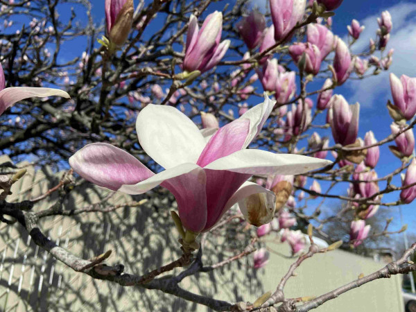 Close up of an open magnolia blossom. Its base and outside of the petals are pink, and the inside of the petals are white. There are many more pink blossoms in the background.