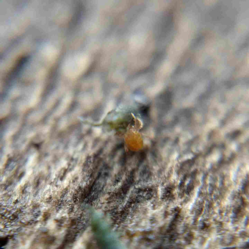 A small golden-brown mite clutching a much larger green elongate springtail.