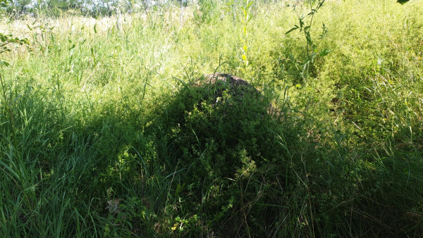 Large ant hill in tall grass, in shade of a tree.