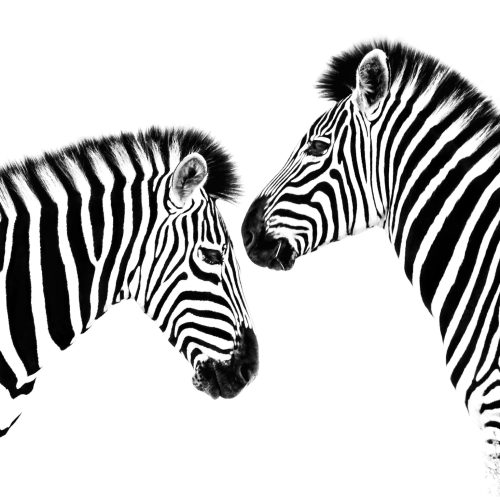 A black and white minimalism art edit of two zebras face to face. The black and white brings forth the zebras black stripes. As photographed on the Okavango Delta, Botswana 