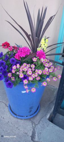 Colorful  very large outdoor flower pot with flowers cascading over the edge in a waterfall of color