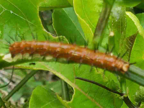 Closeup of a orange/brown caterpillar with many small black spikes, resting on the branch of a Passion fruit vine. INaturalist link below ids it as a Gulf Fritillary.