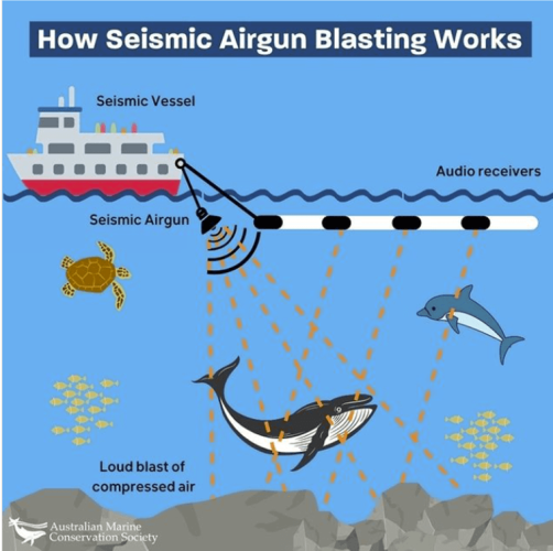How seismic airgun blasting works 

Graphic showing the seismic vessel, the seismic airguns , the audio receivers and the blast of compressed air affecting sea animals