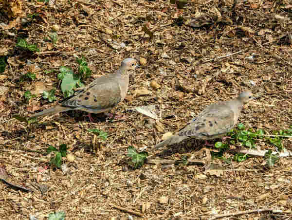 Two of the doves on the ground. They camouflage well with the brown plant material around them.