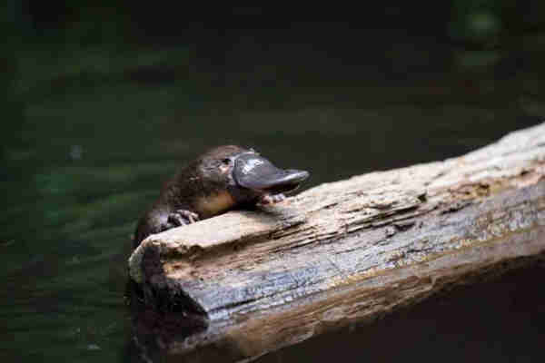 A small platypus resting on a log in the water.