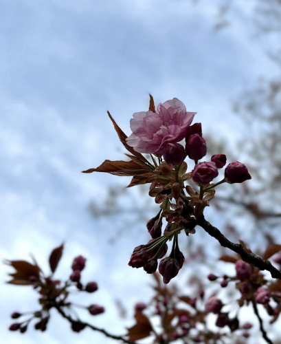The first open bloom, with pale pink ruffled petals, on our ornamental flowering cherry surrounded by buds and leaves, with more buds and leaf sprigs in the background, a tall budding oak tree, and blue sky with wispy clouds