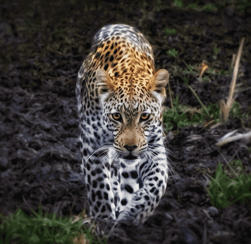 An photo art edit of a magnificent leopard walking straight towards me making eye contact with his beautiful amber eyes on the Okavango Delta, Botswana 