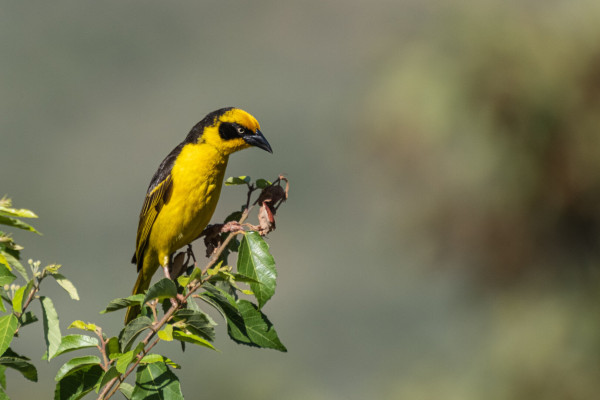A yellow and black bird perched on a branch with green leaves.