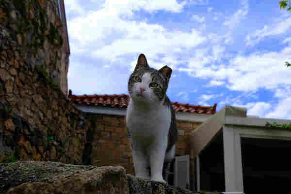 A tabby-and-white cat looks at the camera.