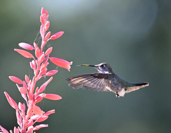 A juvenile Anna's Hummingbird is approaching a pink flower stalk, the bird has yellow pollen on its bill and its tongue is out.