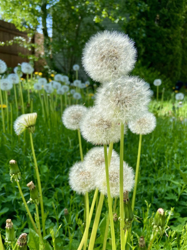 A tight cluster of eight dandelion puffballs, with many more in the background, surrounded by vibrant greens